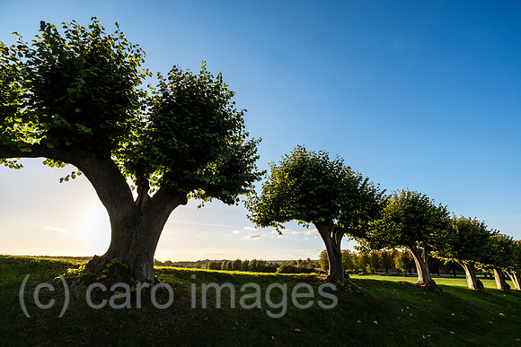 00A221012D241CAROEX.JPG