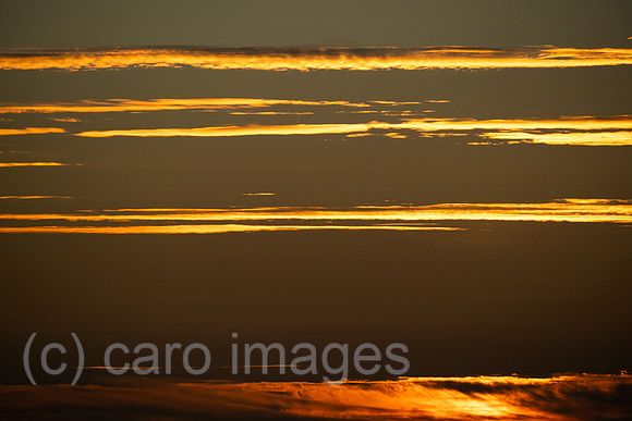 00A221012D297CAROEX.JPG