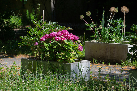 Berlin, Deutschland - Pflanzkuebel aus Beton mit Rhododendren, Zierlauch und anderen Pflanzen