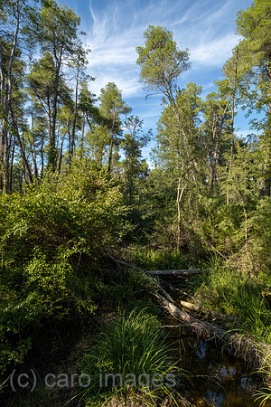 Albanien, Divjaka - Moor im Pinienwald im Nationalpark Divjaka-Karavasta
