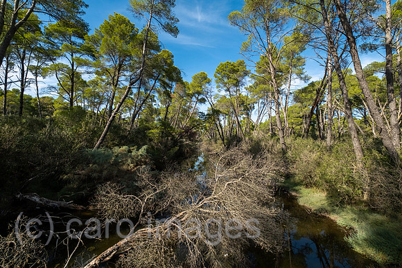 Albanien, Divjaka - Moor im Pinienwald im Nationalpark Divjaka-Karavasta