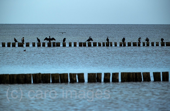 00A221012D084CAROEX.JPG