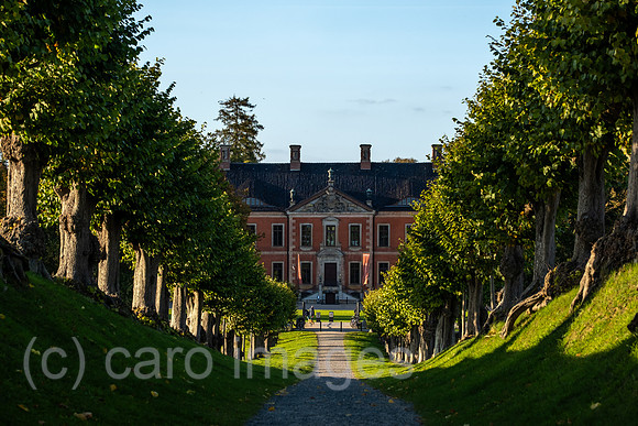 00A221012D249CAROEX.JPG