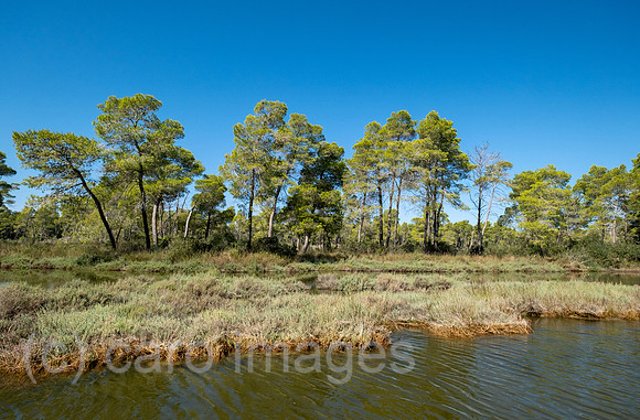 Albanien, Divjaka - Pinienwald in der Lagune (Salz-und Suesswasser einer Flussmuendung) im Nationalpark Divjaka-Karavasta an der Adriakueste
