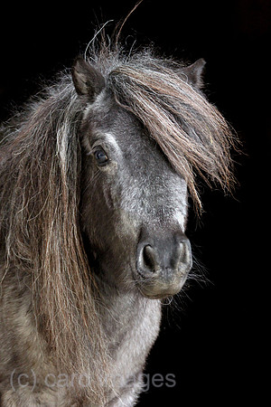 Tweng, Minishetlandpony im Portrait