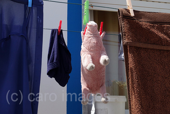 00S190721D011CAROEX.JPG