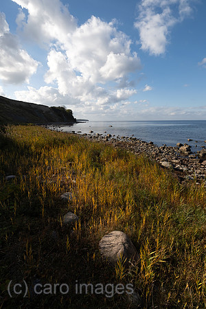 00A221012D177CAROEX.JPG