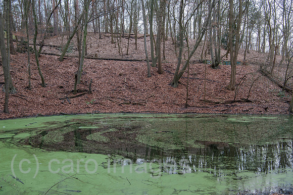 Berlin, Deutschland - Der Entenpfuhl im Volkspark Rehberge in Berlin-Wedding