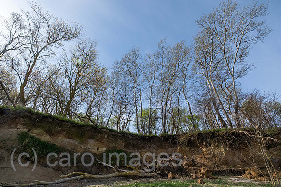 00A240403D174CAROEX.JPG