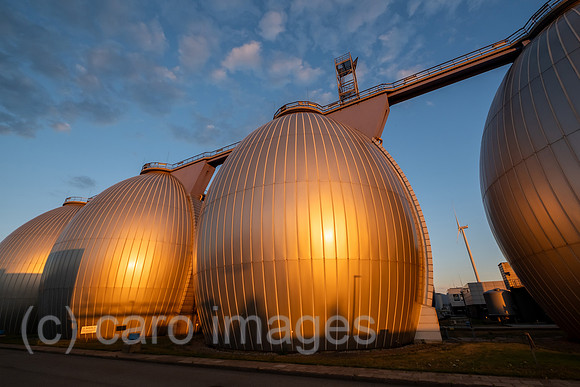 00A220831D455CAROEX.JPG