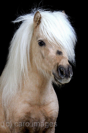 Tweng, Minishetlandpony im Portrait