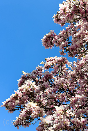 00A250408D042CAROEX.JPG
