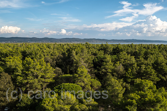 Albanien, Divjaka - Blick auf Pinienwald im Nationalpark Divjaka-Karavasta an der Adriakueste