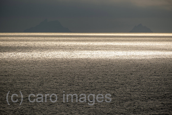 00A230615D388CAROEX.JPG