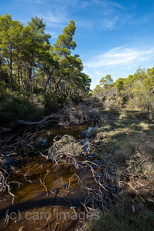 Albanien, Divjaka - Moor im Pinienwald im Nationalpark Divjaka-Karavasta