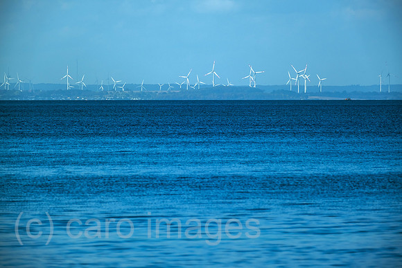 00A221012D173CAROEX.JPG