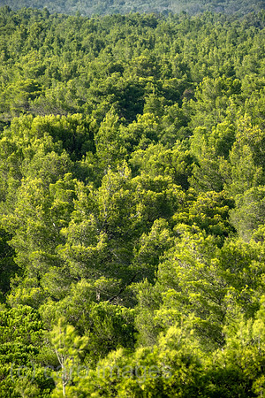 Albanien, Divjaka - Blick auf Pinienwald im Nationalpark Divjaka-Karavasta
