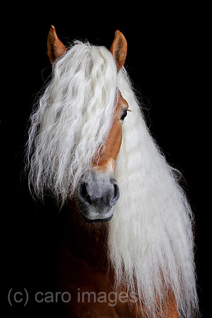 Tweng, Haflinger im Portrait