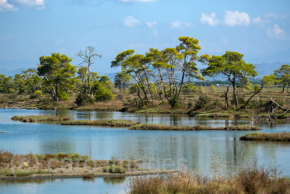 Albanien, Divjaka - Pinienwald in der Lagune (Salz-und Suesswasser einer Flussmuendung) im Nationalpark Divjaka-Karavasta an der Adriakueste