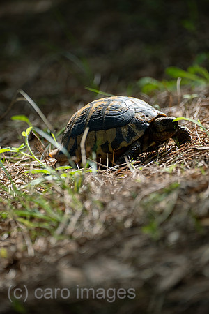 Albanien, Divjaka - Griechische Landschildkroete in einem Pinienwald im Nationalpark Divjaka-Karavasta