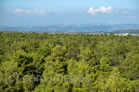 Albanien, Divjaka - Blick auf Pinienwald im Nationalpark Divjaka-Karavasta