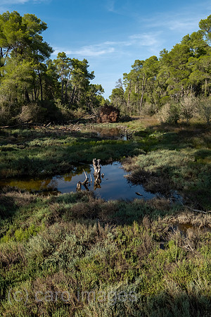 Albanien, Divjaka - Moor im Pinienwald im Nationalpark Divjaka-Karavasta