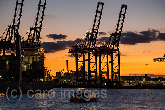 00A220831D525CAROEX.JPG