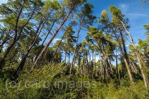 Albanien, Divjaka - Pinienwald im Nationalpark Divjaka-Karavasta