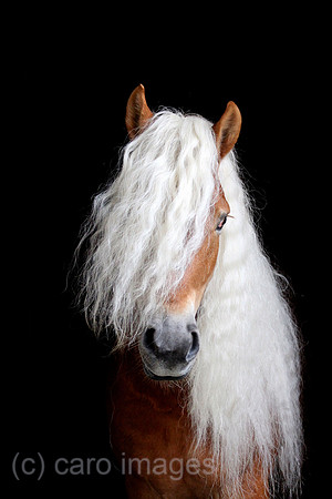 Tweng, Haflinger im Portrait