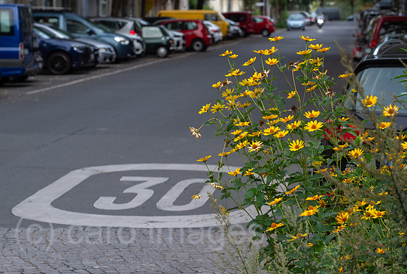 Berlin, Deutschland - Strassennahe Bepflanzung in 30er Zone