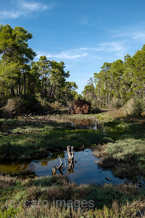 Albanien, Divjaka - Moor im Pinienwald im Nationalpark Divjaka-Karavasta