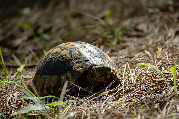 Albanien, Divjaka - Griechische Landschildkroete in einem Pinienwald im Nationalpark Divjaka-Karavasta