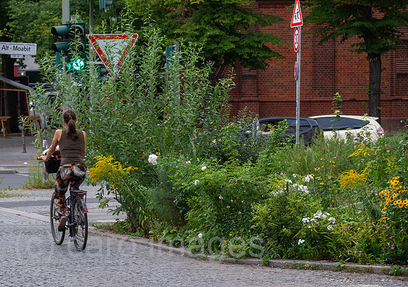 Berlin, Deutschland - Strassennahe Bepflanzung an Baumscheiben in Berlin-Moabit