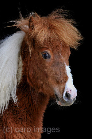 Tweng, Minishetlandpony im Portrait