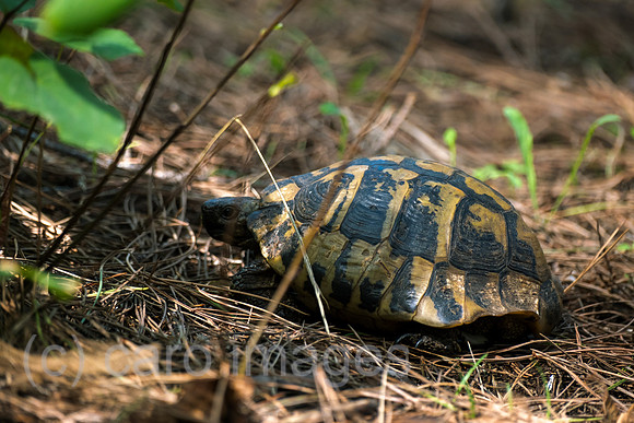 Albanien, Divjaka - Griechische Landschildkroete in einem Pinienwald im Nationalpark Divjaka-Karavasta