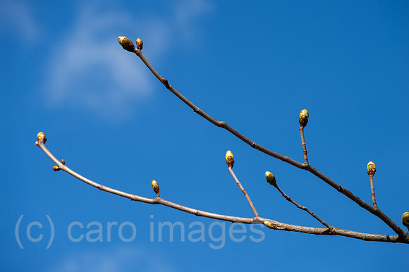 Berlin, Deutschland - Knospen eines jungen Baumes