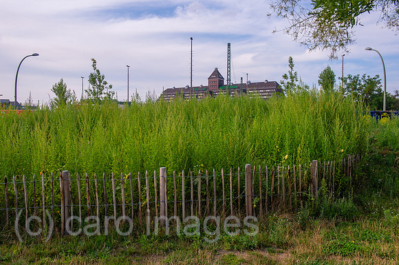 Berlin, Deutschland - Der Tiny Forrest auf dem Areal des ZKU in Berlin-Moabit
