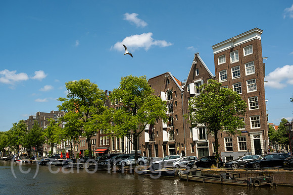 00A230619D871CAROEX.JPG