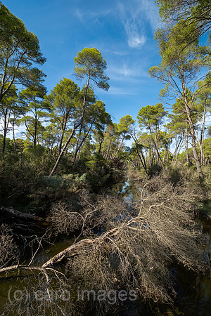 Albanien, Divjaka - Moor im Pinienwald im Nationalpark Divjaka-Karavasta