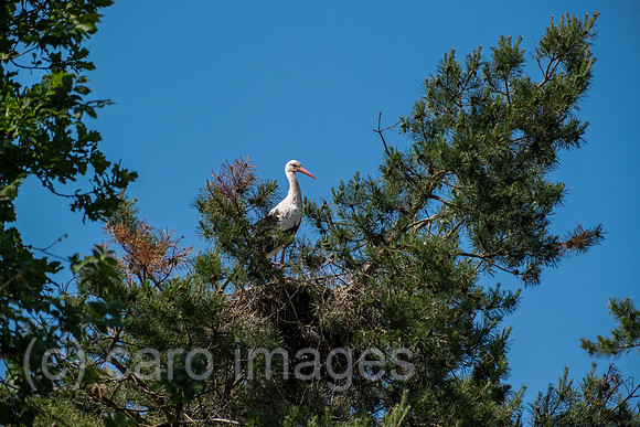 00A210613D071CAROEX.JPG