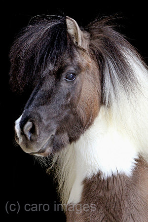Tweng, Minishetlandpony im Portrait