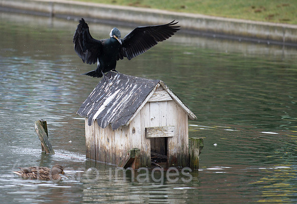 Berlin, Deutschland - Ein Kormoran am Engelbecken in Berlin-Mitte