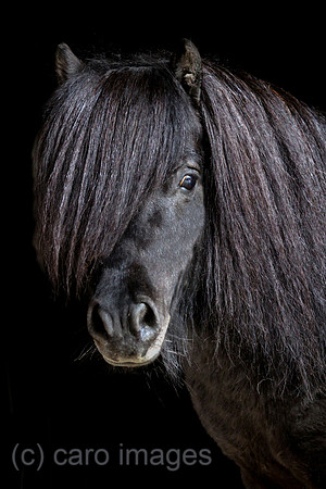 Tweng, Minishetlandpony im Portrait