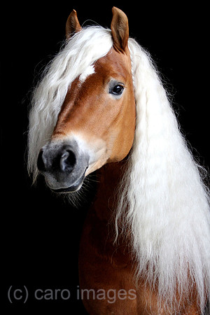 Tweng, Haflinger im Portrait