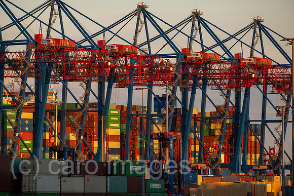 00A220831D443CAROEX.JPG