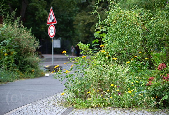 Berlin, Deutschland - Strassennahe Bepflanzung an Baumscheiben